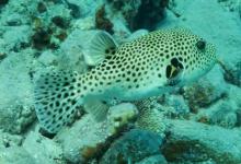 鲀鱼是什么鱼？