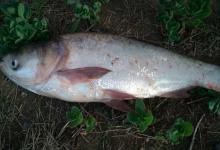 白鲢和花鲢的区别