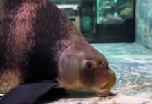 胭脂鱼耐寒吗？