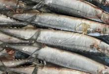 秋刀鱼和带鱼的区别