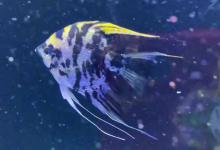 神仙鱼是热带鱼吗？