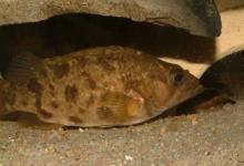 季花鱼是什么鱼？