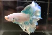 斗鱼为什么只能养一只？