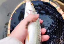 赤眼鳟吃什么食物？