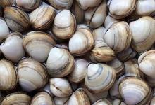 蛤蜊的读音怎么读？