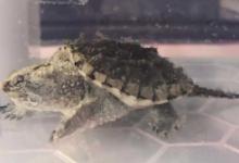 拟鳄龟吃什么食物？