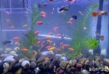 鱼缸白雾水体如何处理？鱼缸水发白雾蒙蒙的怎么解决？一物搞定