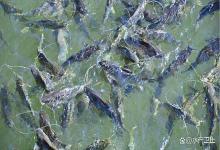 鱼塘什么时候用生物改底？什么时候用化学改底？你能准确把握吗？