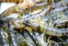 高温虾游塘泛塘缺氧怎么办？高温虾子游塘、底脏缺氧咋整？速看！