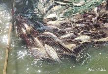 立秋后鱼塘如何管理？做好这5点，抓住生长黄金期，让鱼产量翻倍