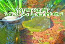 养龟圈最大骗局？揭开火山石养龟背后的真相，老玩家血泪教训全曝光