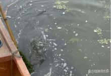 鱼塘底部发黑发臭应该怎么办？鱼塘底质发黑发臭怎么办？方法在这