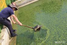 鱼塘倒藻发黑怎么处理？老水产人秘传 5 步，当天稳水，死鱼减半