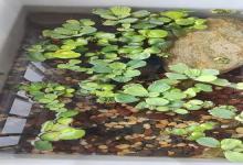 你的“古法养龟”正在杀死爱龟！古法养龟隐藏的三大残酷现实