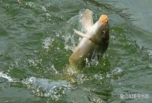 鱼塘水浑浊悬浮物多怎么解决？鱼塘水体浑浊如何处理？技巧来啦！