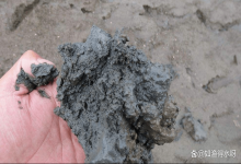 池塘底部淤泥发黑发臭，水质恶化怎么办？省心又省钱，渔民都在用