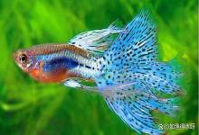 鱼缸水浑怎么处理变清？3 个懒人妙招，当天见效不费钱，新手必看