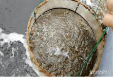 养白对虾要怎样改底？做好这几步，虾塘不发臭，对虾猛长不生病！