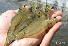 对虾脱壳期间能改底吗？对虾脱壳期能用氧化生物改底吗？涨知识了