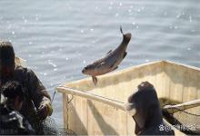 长期阴雨有短暂晴天鱼塘该做哪些工作？这样做，产量猛增不是梦！