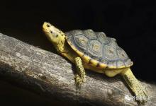 养龟人的5大强迫症行为，第3个几乎人人中招！你犯了几条？