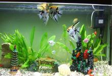 水族箱水浑浊怎么处理？如何解决水族箱水变浑浊？这几招轻松搞定