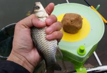 高温天气时腥饵和香饵钓鲫鲤的效果对比