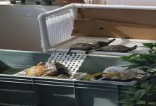 龟不晒背会死？龟不晒背行不行？多数龟友都搞错的晒背真相！专家实测数据曝光