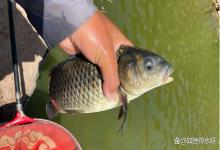 黑坑的鱼如何维护才不容易生病？黑坑如何防止鱼生病？高手告诉你