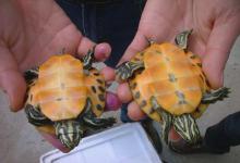 90%龟苗死亡竟因为这？前20天关键操作，多数人第一步就错了