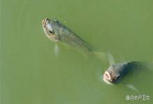 鱼塘水质变绿怎么解决？鱼塘老绿水怎么样变清澈？对症解决最重要