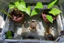 乌龟互咬全攻略！7大原因 5招根治，可能你第一步就做错了