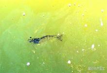 虾塘水浓绿ph值高怎么解决？怎么快速解决虾塘水浓绿PH过高？速看