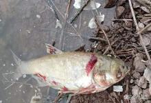 立秋后鱼塘出血病高发如何预防？秋季如何预防鱼类暴发性出血病？