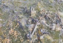 为什么肥水后池塘水发黑？肥水后水色发黑什么原因？你必须要知道