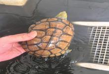 养龟达人揭秘：掌握这3大核心要素，哪里都能轻松养出健康龟