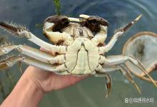 为什么立秋后更容易出现损蟹？入秋后为什么大量损蟹？这几点要做好