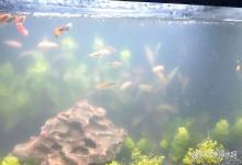 鱼缸换水后白雾蒙蒙如何解决？鱼缸换水后有白色绒毛是怎么回事？