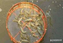 对虾池塘水面一层油膜怎么处理？对虾水体油膜怎么解决？速看！