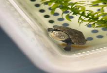 童年杀！这7种乌龟小时候萌到犯规，第5中简直是微笑天使！长大后……网友：还我童年