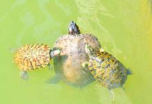 四大龟类饲养全攻略，看懂变老司机，养啥龟都能驾驭