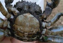 如何解决螃蟹底板发黑发黄？螃蟹黑底板怎么办？4招完美解决