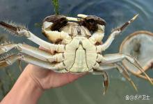 螃蟹塘口，持续高温后的大雨，为什么容易引起爆塘？元凶竟是它