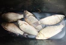 秋季钓鱼就选这三大黄金天气，不打窝照样爆护，新手也能狂拉！