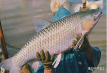 警惕！9 月池塘 4 类致命寄生虫！这些防治要点能减少损失