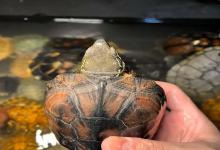 龟龟的三大能力！科学家都感叹：这才是真生存大师