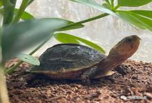 别再被这些“养龟玄学”坑了！无数龟友含泪总结，第4条几乎人人都中招……