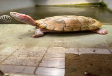 常见爆款龟饲养指南！9大热门龟种全面解析，龟友避坑必看