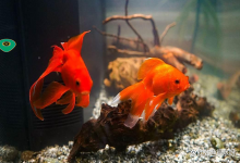 老缸水突然变白雾蒙蒙的怎样补救？老缸水发白雾蒙蒙的怎么处理？