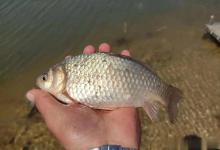 浮漂语言全解读！六大鱼种咬钩信号图鉴，教你一眼识鱼的开饭暗号